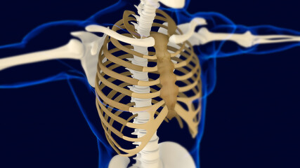 Rib Cage Human skeleton anatomy 3D Rendering