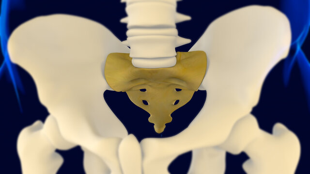Sacrum and Coccyx anatomy 3D Rendering
