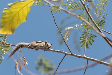 squirrel on tree