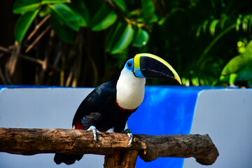 White-throated Toucan bird sitting on the