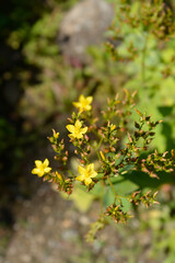 Mountain St Johns-wort