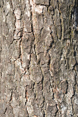 European black alder