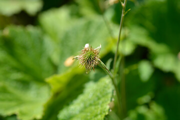 Orange avens