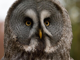 Obraz premium Close up head shot of great grey owl (Strix nebulosa)