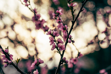 pink flowers