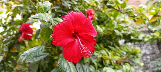 Red Hibiscus Flower With Buds And Green Leaves(Gudhal)