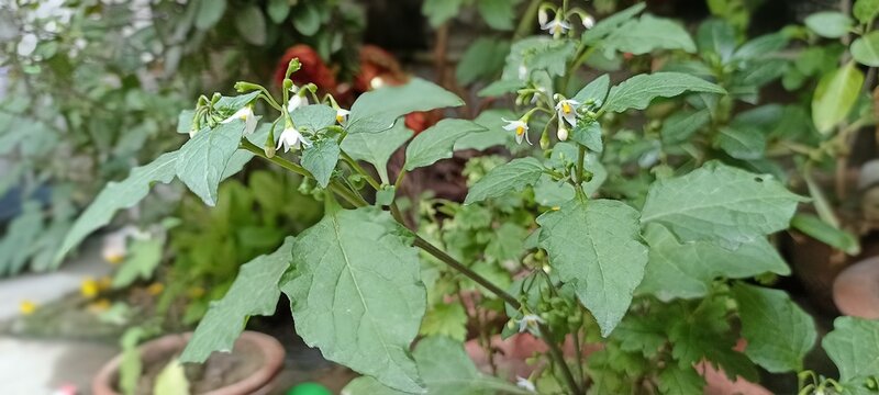 Nightshade, Solanum Nigrum, Kakamachi, Kakahva, Garden Night Shade,
Makoy,
Ganikayeagida, Ganikegida, Ganike,
Kamoni,
Makoh, Mako,
Manarthakkali, Manaththakkali,
Kamanchi