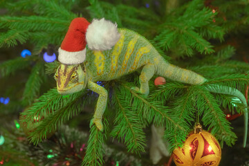 Chameleon dressed in Santa Claus cap sits on christmas tree, Green dragon symbol of 2024 Year. Veiled chameleon (Chamaeleo calyptratus) in red cap sits on Christmas tree	