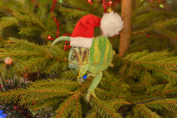 Chameleon dressed in Santa Claus cap sits on christmas tree, Green dragon symbol of 2024 Year. Veiled chameleon (Chamaeleo calyptratus) in red cap sits on Christmas tree