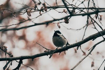 bird on a branch