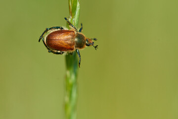 Gartenlaubkäfer (Phyllopertha horticola)	