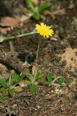 Kleines Habichtskraut (Hieracium pilosella)	
