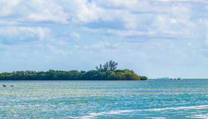 Panorama landscape view Holbox island nature birds turquoise water Mexico.