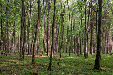 Springtime deciduous tree stand with hornbeams and oaks