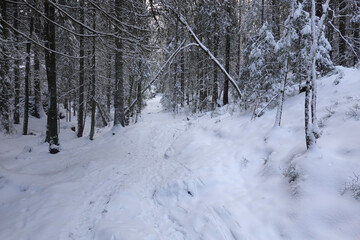 Winter in the woods