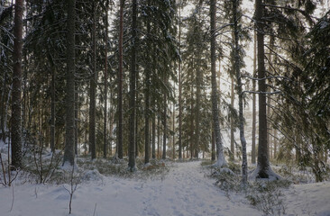 Winter in the woods