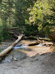 stream in the forest