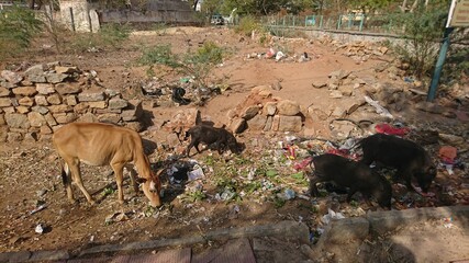 Fototapeta premium Cow and pigs eating trash