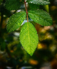 The morning dew is covering the leaves on this beautiful September morning.  Dew formed on tree leaves overnight here in Windsor in Upstate NY.