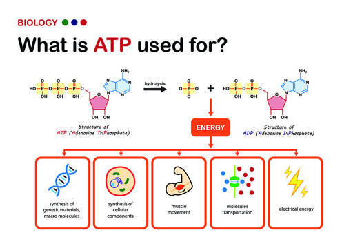 Biology diagram explain using of ATP, the power energy carrier in cell, what does ATP used for?