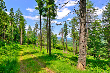 Trees on the foothills above the mountain valley, Low Beskids (Beskid Niski), Poland - obrazy, fototapety, plakaty