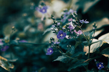 flowers in the garden