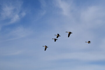 Geese in a Cloudy Blue Sky