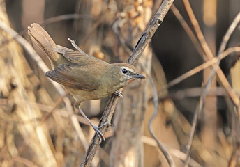 Female Siberian rubythroat.