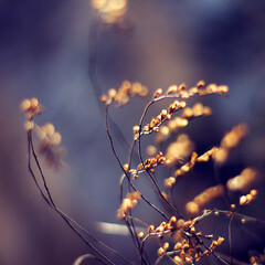 autumn leaves in the sun