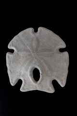 A white sand dollar seashell on black background.