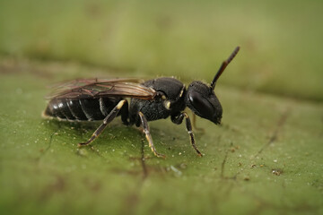 Closeup on a black female Hairy Masked Bee, Hylaeus hyalinatus, on a green leaf