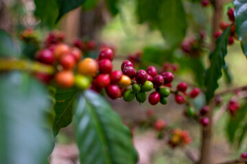 Café colombiano - Café de Colombia - Cafetales - Colombia - Árbol de Café 