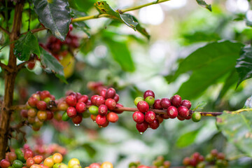 Café colombiano - Café de Colombia - Cafetales - Colombia - Árbol de Café 