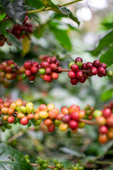 Café colombiano - Café de Colombia - Cafetales - Colombia - Árbol de Café 