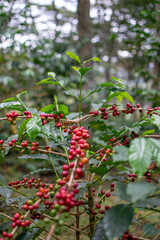 Café colombiano - Café de Colombia - Cafetales - Colombia - Árbol de Café 