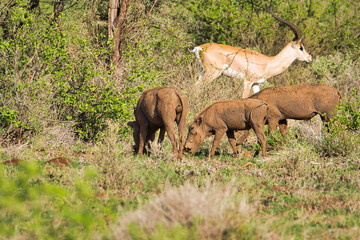 Warzenschwein im Nationalpark Tsavo Ost, Tsavo West und Amboseli in Kenia