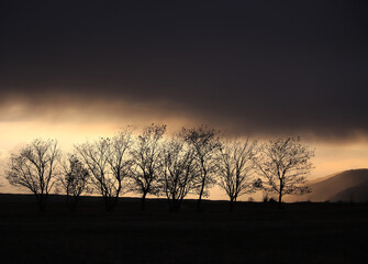 sunset in the forest