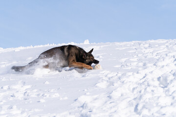 Schäferhund Paco schnappt den Ball im Schnee