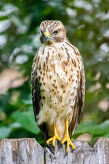 red tailed hawk