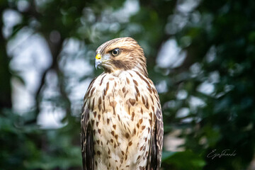 portrait of a falcon
