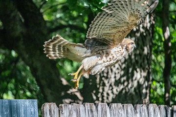 red tailed hawk