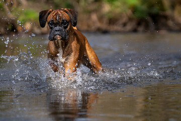 Obraz premium deutscher Boxer Urmel geht durch einen Bachlauf 
