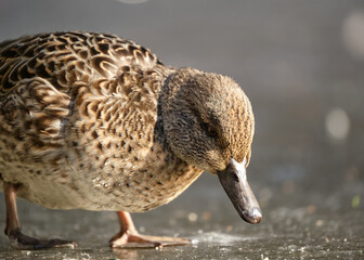 Female Green-winged Teal, Anas crecca walking on ice looking down for food