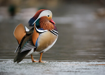 Mandarin Duck, Aix galericulata, having escaped captivity standing on winter ice. Profile view...