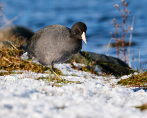 American Coot, Fulica americana, walking on snowy ground
