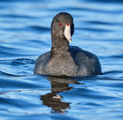 American Coot, Fulica americana, wading a blue lake, facing camera, display of red eye and beak.