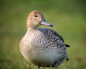 a Female Northern Pintail, Anas acuta, posing against green background looking at camera