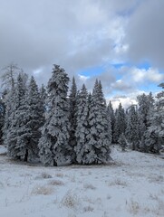 Christmas snow ❄️