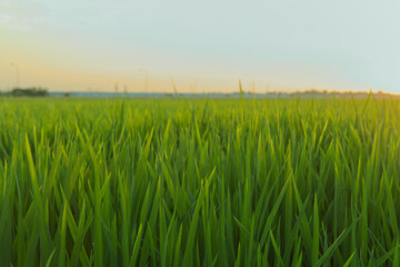 Select focus green rice plant leaves on the farm, Rice terrace and mountains on a horizon, Vibrant green fields and hills covered with fresh alfalfa under a bright blue sky with puffy white clouds.