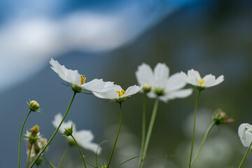Wild flower at Borong Village in Borong, Sikkim , India. Blue Kanchenjunga mountain range in the morning, tree with red seasonal flowers in foreground, Scenic view of great Himalaya, India.
